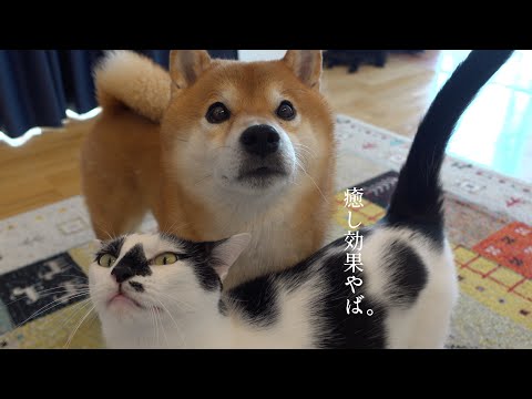 膀胱炎を治療した黒猫！柴犬との癒しの光景に疲れが全部吹き飛ぶ。(YouTube)