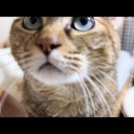 久しぶりの飼い主にも自分のペースを守り続ける麦わら猫はこちらです(YouTube)