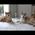 実家の柴犬を励ましに行ったら想像以上に最強だった。(YouTube)