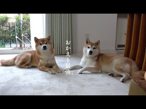 実家の柴犬を励ましに行ったら想像以上に最強だった。(YouTube)