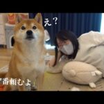留守番を任された柴犬がまさかの逆襲？可愛すぎる結末が、これ。(YouTube)