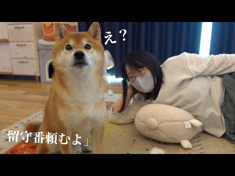留守番を任された柴犬がまさかの逆襲？可愛すぎる結末が、これ。(YouTube)