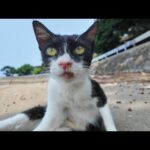 【猫の楽園】猫島のビーチで開催中！？猫たちの集会に混ざってみた結果…🐾🌴(YouTube)