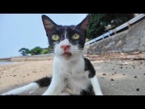 【猫の楽園】猫島のビーチで開催中！？猫たちの集会に混ざってみた結果…🐾🌴(YouTube)
