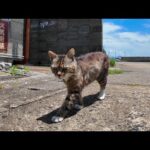 【癒し旅】猫島の港で猫の“お散歩”に同行してみたら最高だった件🐾🌊(YouTube)