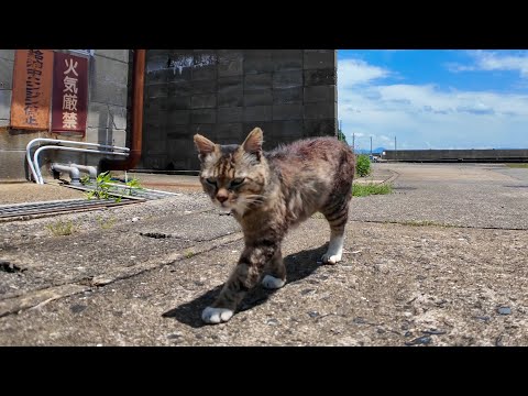 【癒し旅】猫島の港で猫の“お散歩”に同行してみたら最高だった件🐾🌊(YouTube)