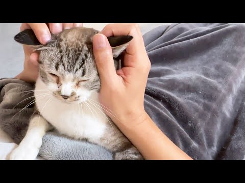 【可愛すぎる猫の食事】ご飯と飼い主の間を往復する猫にある言葉を投げかけてみると…(YouTube)