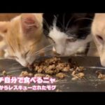 あたち自分で食べるニャン  泥の中からレスキューされたモグ   2025 07 16 1(YouTube)