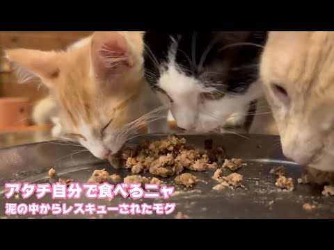 あたち自分で食べるニャン  泥の中からレスキューされたモグ   2025 07 16 1(YouTube)