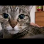 【猫と迎える朝】飼い主退院後から姉猫たちの甘えん坊が加速して毎朝こうして起こされます(YouTube)