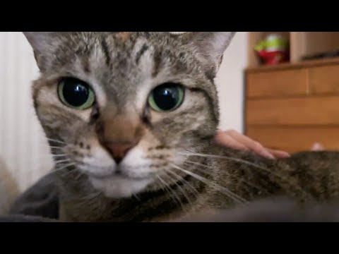 【猫と迎える朝】飼い主退院後から姉猫たちの甘えん坊が加速して毎朝こうして起こされます(YouTube)