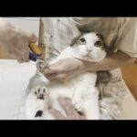 「ご褒美にオヤツあげる」と伝えたら思っている以上にグイグイくる猫(YouTube)