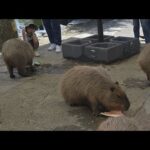 カピバラ(YouTube)