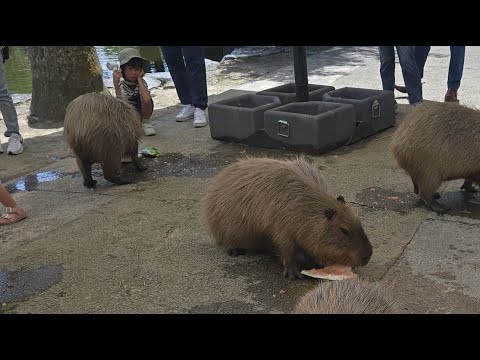 カピバラ(YouTube)