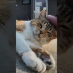 撫でられてゴロンと寝転がる猫島の三毛猫ちゃんがかわい過ぎる(YouTube)