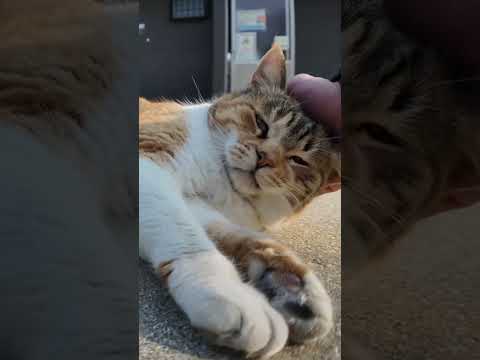 撫でられてゴロンと寝転がる猫島の三毛猫ちゃんがかわい過ぎる(YouTube)