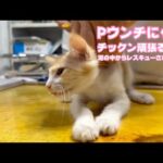 Ｐウンチ治すニャリ  チックン頑張るニャ  泥の中からレスキューされたモグ   2025 07 05 2(YouTube)