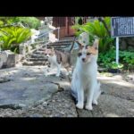 まるで守り神!? 坂の上の神社に住む猫たちが可愛すぎて帰れない…(YouTube)