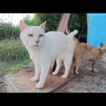 夕方の漁港へ行くと、薄茶シロ猫とサビ猫がお出迎えしてくれた(YouTube)