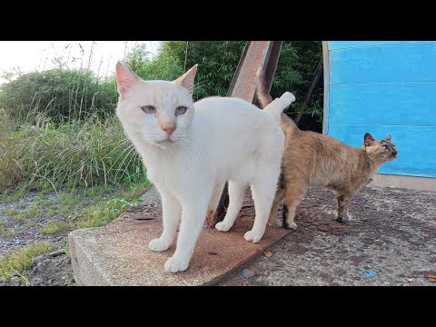 夕方の漁港へ行くと、薄茶シロ猫とサビ猫がお出迎えしてくれた(YouTube)