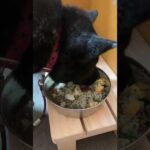 甲斐犬瑞稀くんのご報告(YouTube)