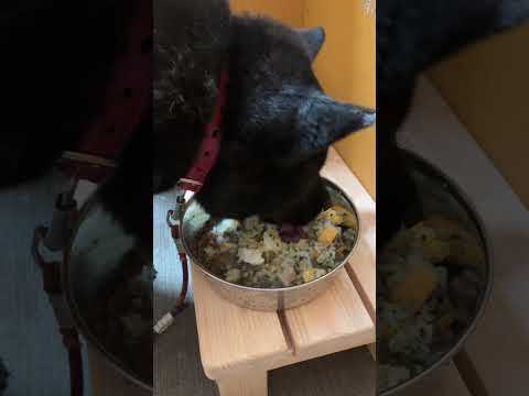 甲斐犬瑞稀くんのご報告(YouTube)