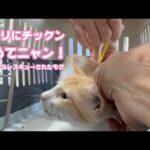 オチリにチックン頑張ったニャ　褒めてニャン！  泥の中からレスキューされたモグ   2025 07 25 2(YouTube)
