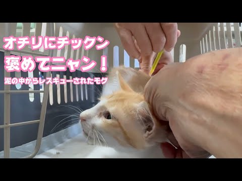 オチリにチックン頑張ったニャ　褒めてニャン！  泥の中からレスキューされたモグ   2025 07 25 2(YouTube)