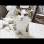 隠れ肥満の疑惑が浮上した猫(YouTube)