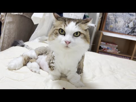 隠れ肥満の疑惑が浮上した猫(YouTube)