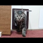 【猫旅館】朝5時から9時まで部屋に起こしに来る猫たちを撮ってみました(YouTube)