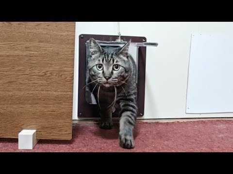 【猫旅館】朝5時から9時まで部屋に起こしに来る猫たちを撮ってみました(YouTube)