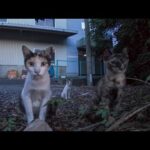 道路脇で見かけた野良猫親子がカワイイ(YouTube)