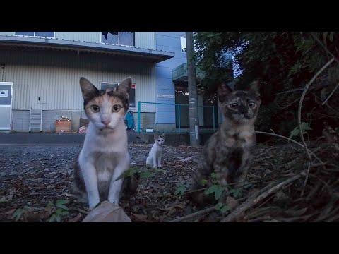 道路脇で見かけた野良猫親子がカワイイ(YouTube)