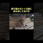 雨で濡れるトトロ猫に傘を貸してあげた #猫 #cat #ねこ(YouTube)