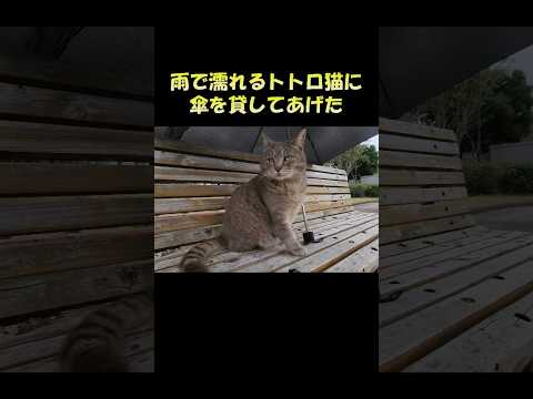 雨で濡れるトトロ猫に傘を貸してあげた #猫 #cat #ねこ(YouTube)
