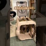 病院に連れていったら全てを信じられなくなった猫 #ルトロゼ #ベンガル #cat(YouTube)