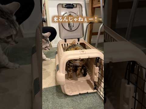 病院に連れていったら全てを信じられなくなった猫 #ルトロゼ #ベンガル #cat(YouTube)