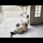 豆大福はお見送りと散歩の区別ができる賢い猫・・・のはず(YouTube)
