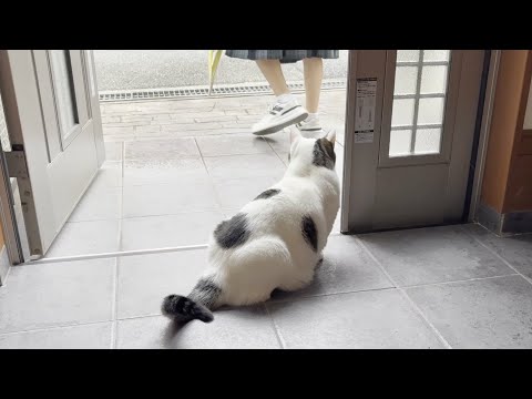 豆大福はお見送りと散歩の区別ができる賢い猫・・・のはず(YouTube)