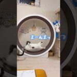 キャットホイールで爆走するチロモモ兄妹！！ #shorts(YouTube)