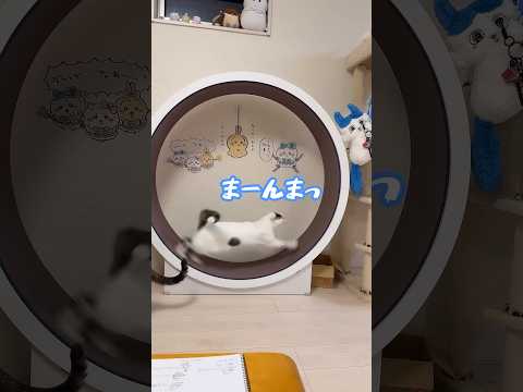 キャットホイールで爆走するチロモモ兄妹！！ #shorts(YouTube)