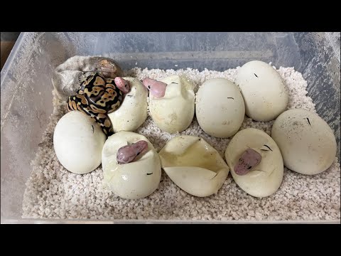 エッグチョキチョキ(YouTube)
