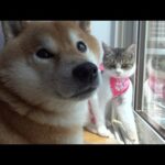 え、マジ？柴犬に新人猫が見せた大胆過ぎる動き！度胸がすごいと話題に。(YouTube)