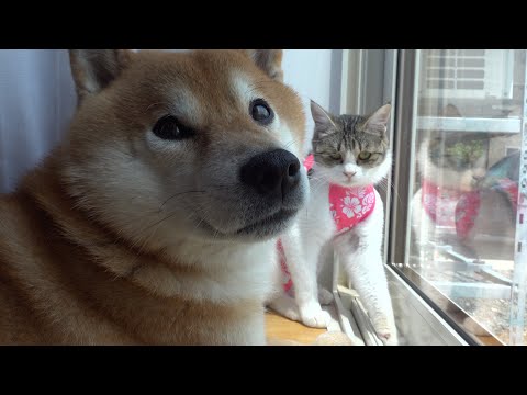 え、マジ？柴犬に新人猫が見せた大胆過ぎる動き！度胸がすごいと話題に。(YouTube)