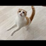 甘えんぼ猫をひとりぼっちでお留守番させたら帰宅後にこうなっちゃいました…(YouTube)