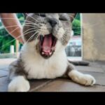 切符売り場閉店後の猫集会に早く来すぎた鳩みたいな猫(YouTube)