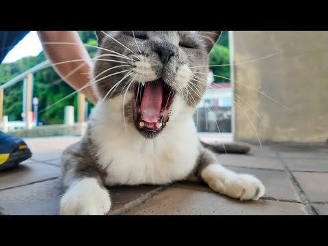 切符売り場閉店後の猫集会に早く来すぎた鳩みたいな猫(YouTube)
