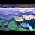 【海遊館】LIVE！ぐるぐるサンゴ！　⑨サンゴ担当の奮闘～生きたサンゴを大水槽で～(YouTube)