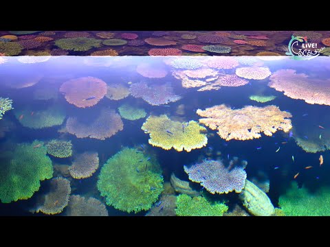 【海遊館】LIVE！ぐるぐるサンゴ！　⑨サンゴ担当の奮闘～生きたサンゴを大水槽で～(YouTube)